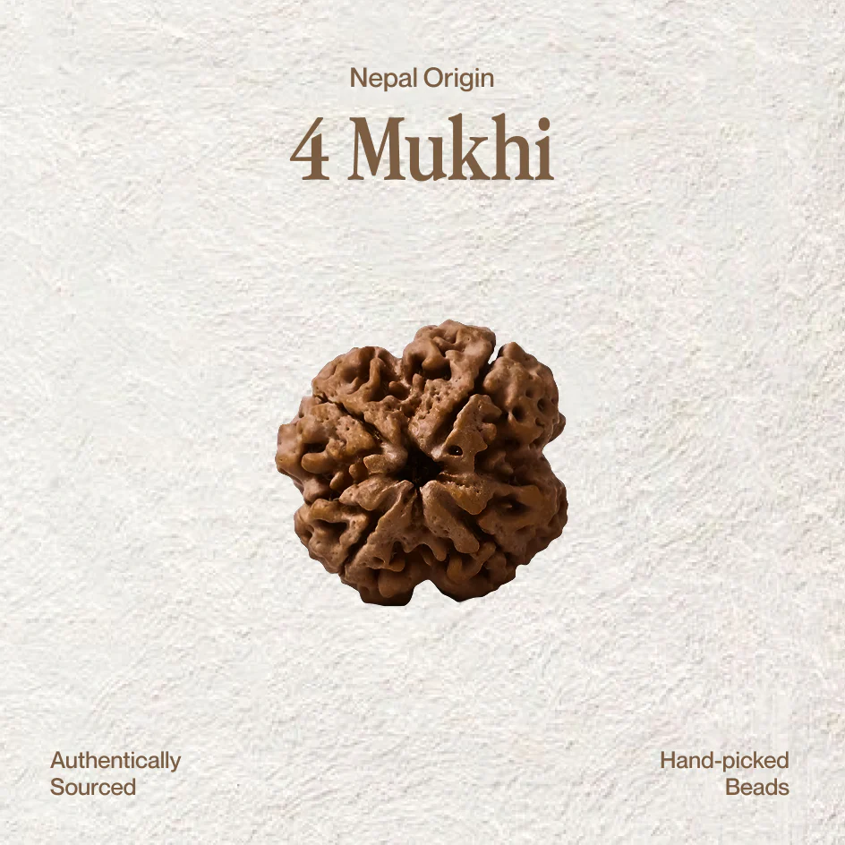 4 Mukhi Rudraksha | Govt. Lab Certified, Nepal Origin