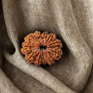 Pavanam 11 Mukhi Nepali Rudraksha – Hanuman Tejas | Focus & Fearlessness Bead