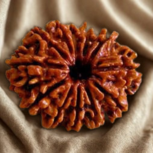 Pavanam 12 Mukhi Nepali Rudraksha – Surya Prakash | Leadership & Energy Bead