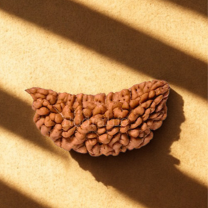 Pavanam 1 Mukhi Nepali Rudraksha – Shiv Tattva | Clarity & Awakening Bead