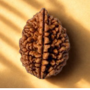 Pavanam 2 Mukhi Nepali Rudraksha – Ardhanarishwar | Balance & Harmony Bead