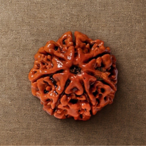 Pavanam 7 Mukhi Nepali Rudraksha – Lakshmi Kripa | Stability & Financial Balance Bead