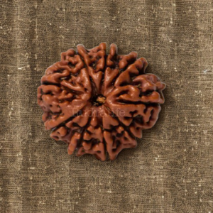 Pavanam 9 Mukhi Nepali Rudraksha – Durga Shakti | Strength & Protection Bead