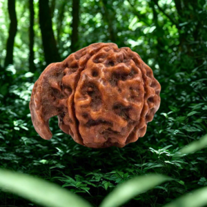 Pavanam Ganesh Mukhi Nepali Rudraksha – Vighnaharta | Success & Obstacle Removal Bead